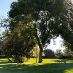 A sunny park with tall, leafy trees casting shadows on bright green grass. In the distance, a few benches and a picnic table sit under the trees. The sky is clear and blue. Hagerman, ID