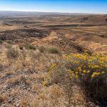 Yellow wildflowers grow on a dry, grassy hillside overlooking a vast, arid landscape of rolling hills and plateaus under a clear blue sky. Hagerman, ID