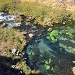 A clear stream flows through dense green vegetation and rocks, with patches of bright green algae visible underwater and sunlight illuminating the scene from above. Hagerman, ID